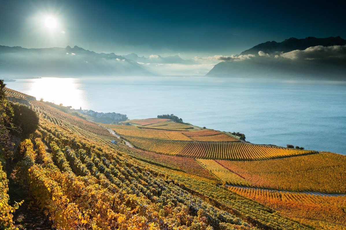 vignes